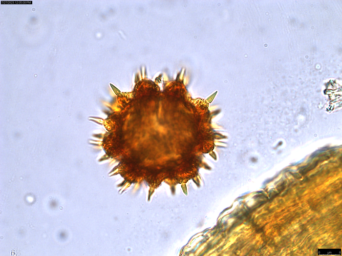 Pollen grain of Centauropsis cuspidata, J. Bosser, 5641