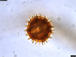 Pollen grain of Centauropsis cuspidata, J. Bosser, 5641