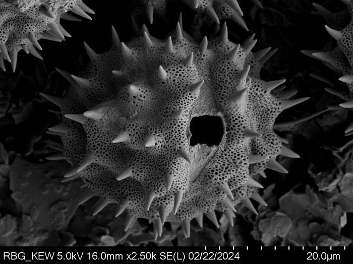 Pollen grain of Gymnanthemum secundifolium, Antilahimena, P. et al., 4899