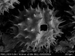 Pollen grain of Gymnanthemum secundifolium, Antilahimena, P. et al., 4899