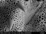 Pollen grain of Gymnanthemum secundifolium, Antilahimena, P. et al., 4899