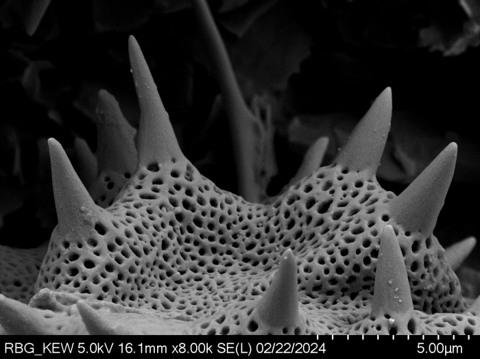 Pollen grain of Gymnanthemum secundifolium, Antilahimena, P. et al., 4899