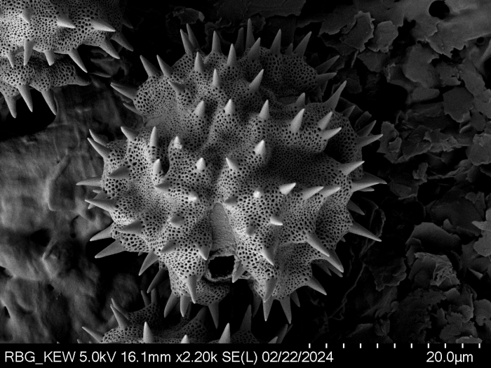 Pollen grain of Gymnanthemum secundifolium, Antilahimena, P. et al., 4899