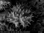 Pollen grain of Gymnanthemum secundifolium, Antilahimena, P. et al., 4899