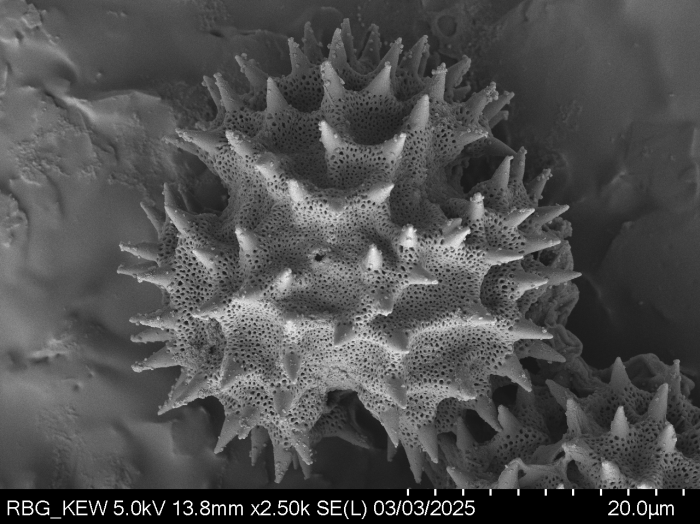 Pollen grain of Gymnanthemum thomsonianum, Meller, C.J., s.n.
