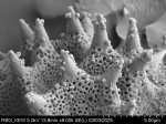 Pollen grain of Gymnanthemum thomsonianum, Meller, C.J., s.n.