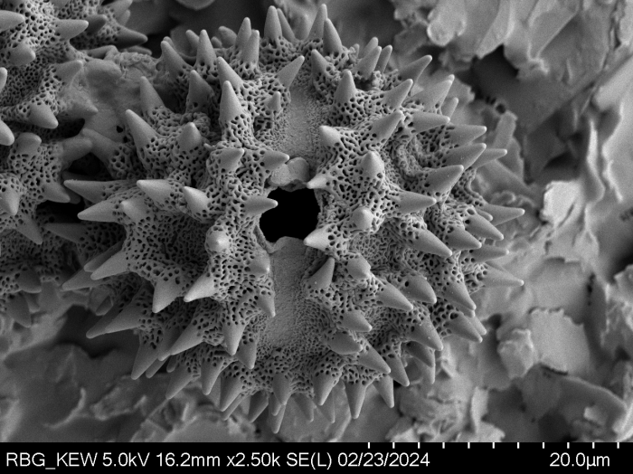 Pollen grain of Vernonia betsimisaraka, G. Cours, 4784