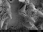 Pollen grain of Vernonia betsimisaraka, G. Cours, 4784
