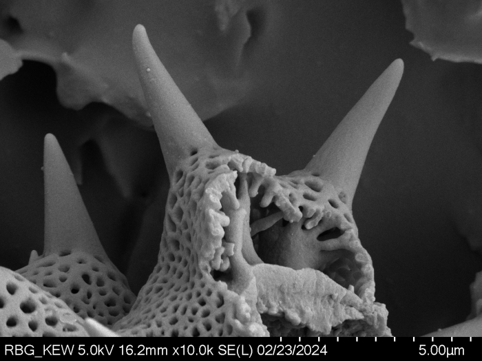 Pollen grain of Vernonia betsimisaraka, G. Cours, 4784