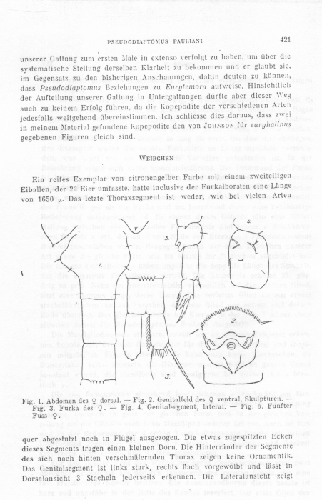 Pseudodiaptomus pauliani Pseudodiaptomus pauliani