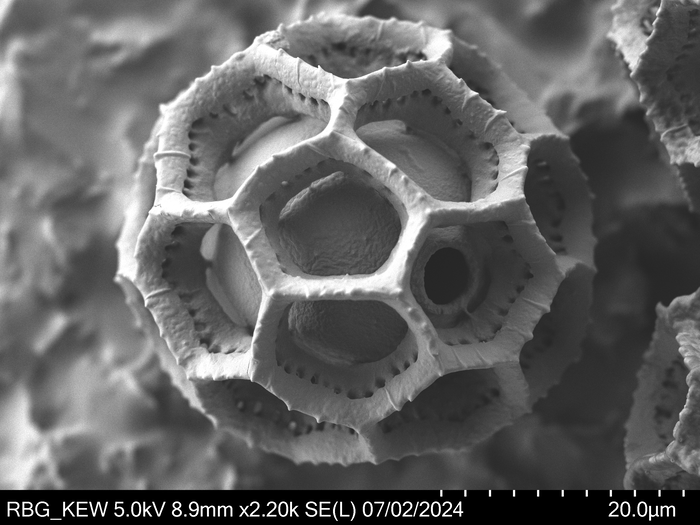 Pollen grain of Vernonia bractifimbriata, Gossweiler, J., s.n.