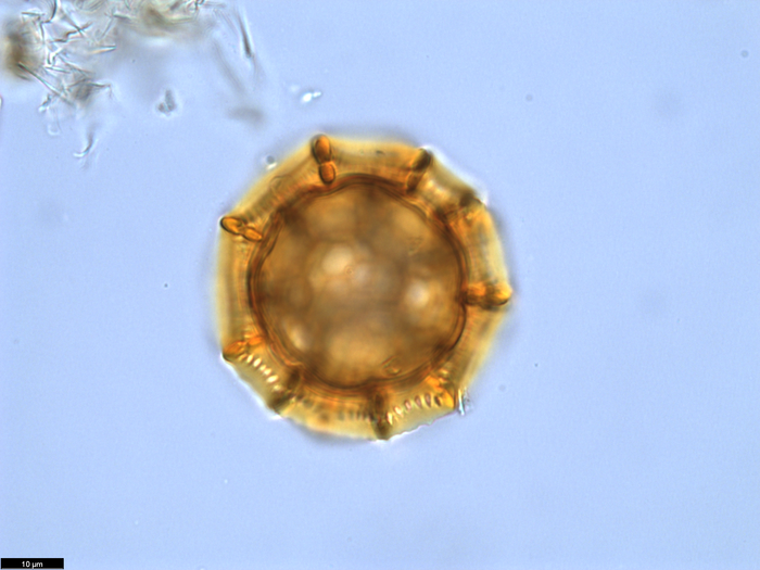 Pollen grain of Vernonia bractifimbriata, Gossweiler, J., 