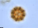 Pollen grain of Vernonia bractifimbriata, Gossweiler, J., 