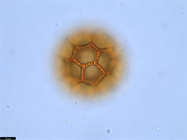 Pollen grain of Vernonia bractifimbriata, Gossweiler, J., 