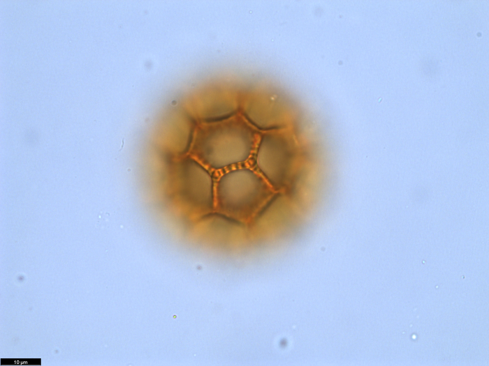 Pollen grain of Vernonia bractifimbriata, Gossweiler, J., 