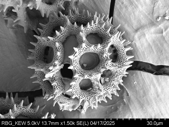 Pollen grain of Vernonia brideliifolia, Dubois L.,1131