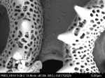 Pollen grain of Vernonia brideliifolia, Dubois L., 1131