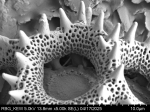 Pollen grain of Vernonia brideliifolia, Dubois L., 1131