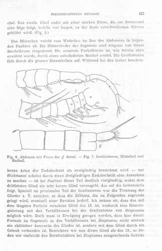 Pseudodiaptomus pauliani