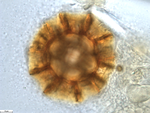 Pollen grain of Vernonia carnea, Welwitsch, F. M. J., 3288