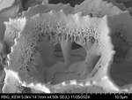 Pollen grain of Vernonia carnea, Welwitsch, F. M. J., 3288