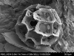 Pollen grain of Vernonia carnea, Welwitsch, F. M. J., 3288