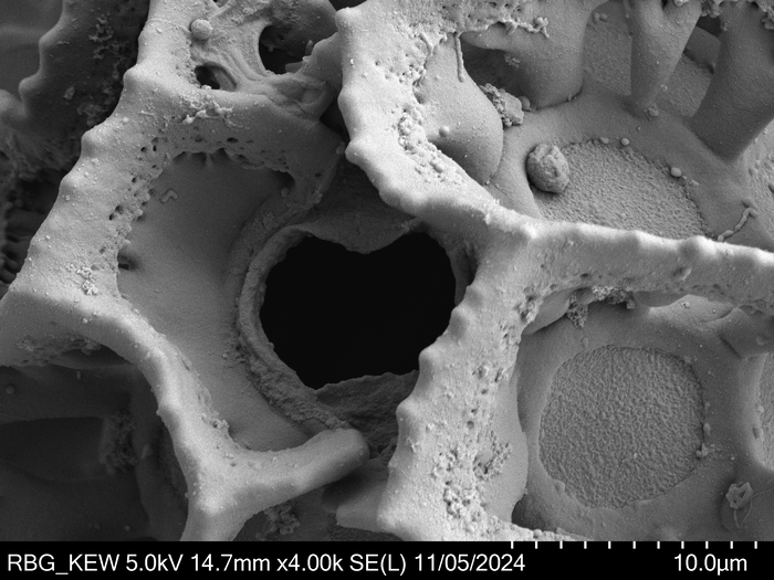Pollen grain of Vernonia carnea, Welwitsch, F. M. J., 3288