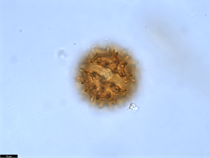 Pollen grain of Vernonia crassipetala, Menezes, O.J.A., 1874