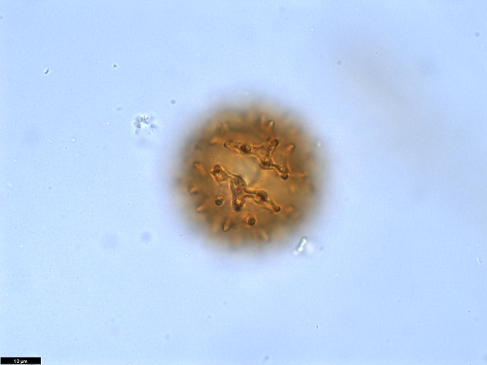 Pollen grain of Vernonia crassipetala, Menezes, O.J.A., 1874