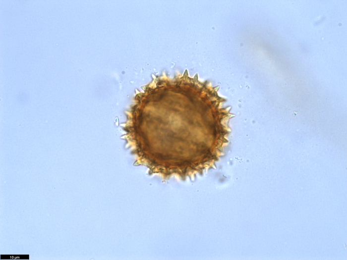 Pollen grain of Vernonia crassipetala, Menezes, O.J.A., 1874