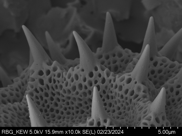 Pollen grain of Vernonia decaryana, R. Decary, 2799