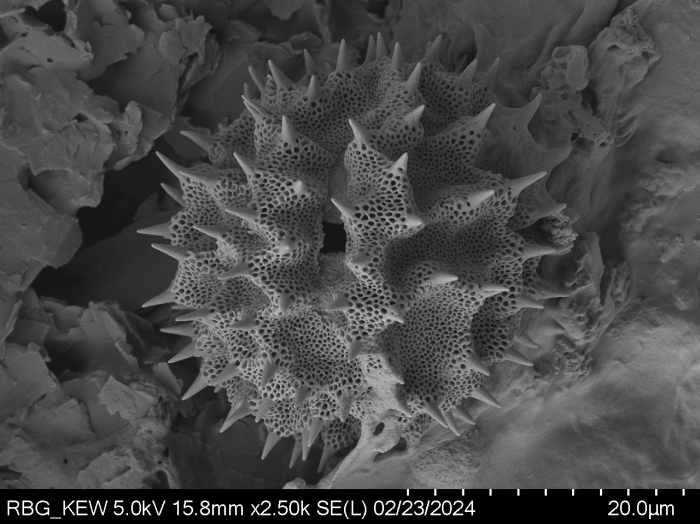 Pollen grain of Vernonia decaryana, R. Decary, 2799