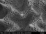Pollen grain of Vernonia decaryana, R. Decary, 2799