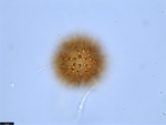 Pollen grain of Vernonia golungensis, Gossweiler, J., 5935