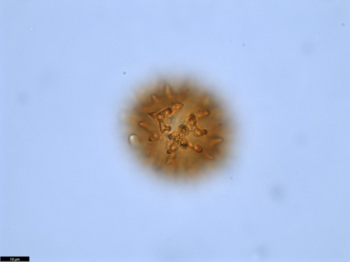Pollen grain of Vernonia golungensis, Gossweiler, J., 5935