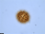 Pollen grain of Vernonia golungensis, Gossweiler, J., 5935