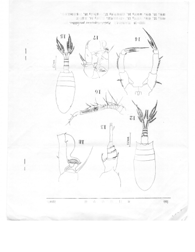 Pseudodiaptomus penicillus