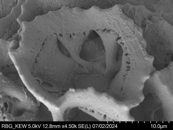 Pollen grain of Vernonia huillensis, Exell, A.W., Mendonça, F.A., 1918