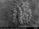 Pollen grain of Vernonia humillima, H. Humbert, 30129