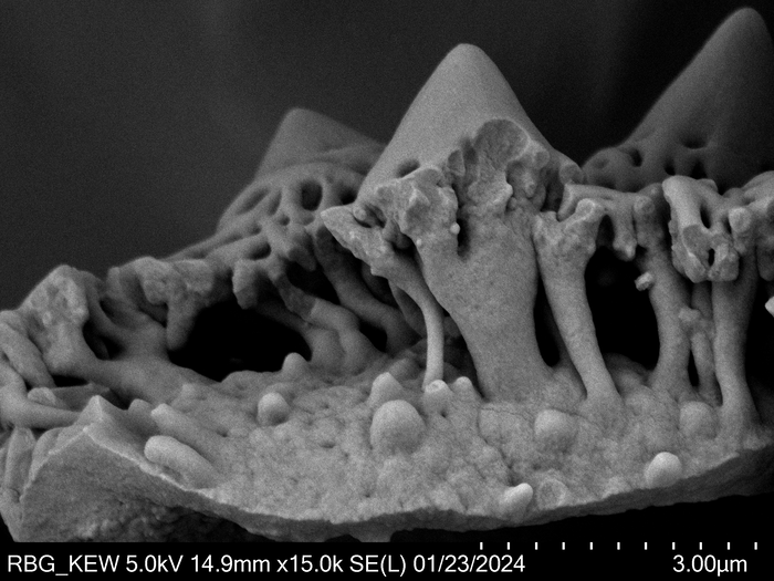 Pollen grain of Vernonia humillima, H. Humbert, 30129