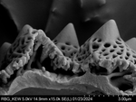 Pollen grain of Vernonia humillima, H. Humbert, 30129