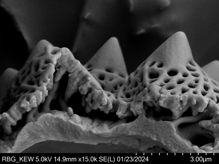 Pollen grain of Vernonia humillima, H. Humbert, 30129