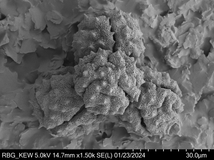 Pollen grain of Vernonia humillima, H. Humbert, 30129