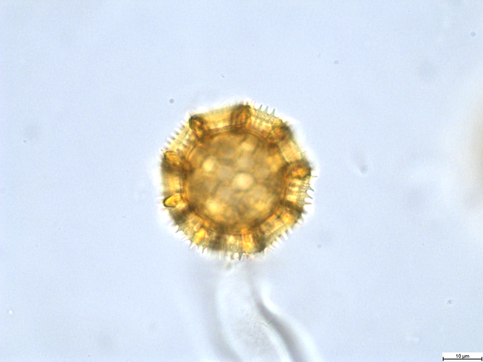 Pollen grain of Vernonia melanocoma, Reekmans M., 6119