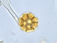 Pollen grain of Vernonia melanocoma, Reekmans M., 6119