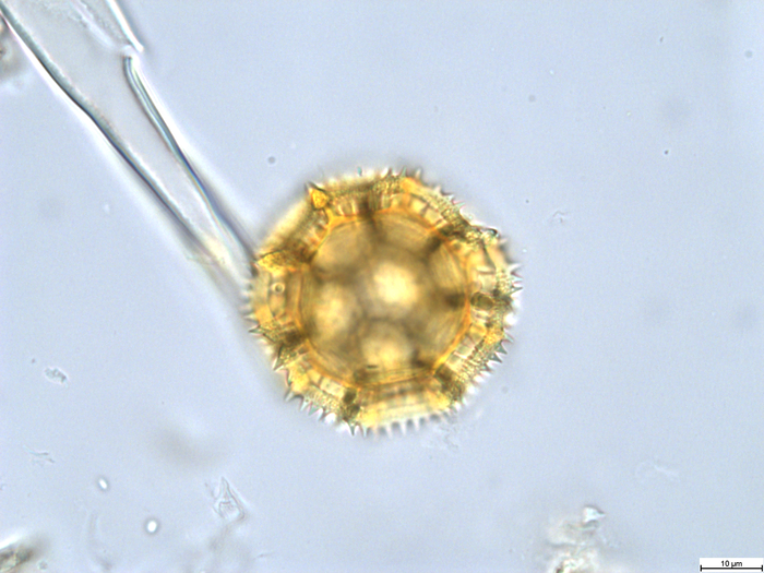 Pollen grain of Vernonia melanocoma, Reekmans M., 6119
