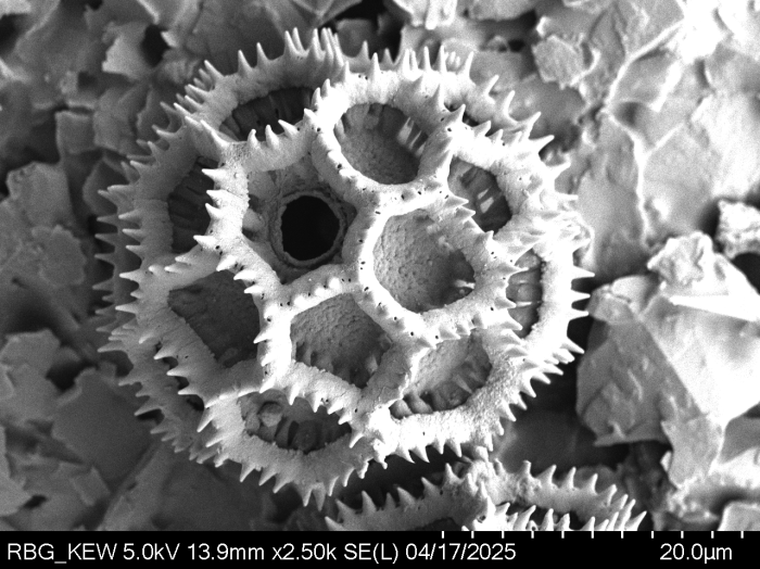 Pollen grain of Vernonia melanocoma, Reekmans M., 6119