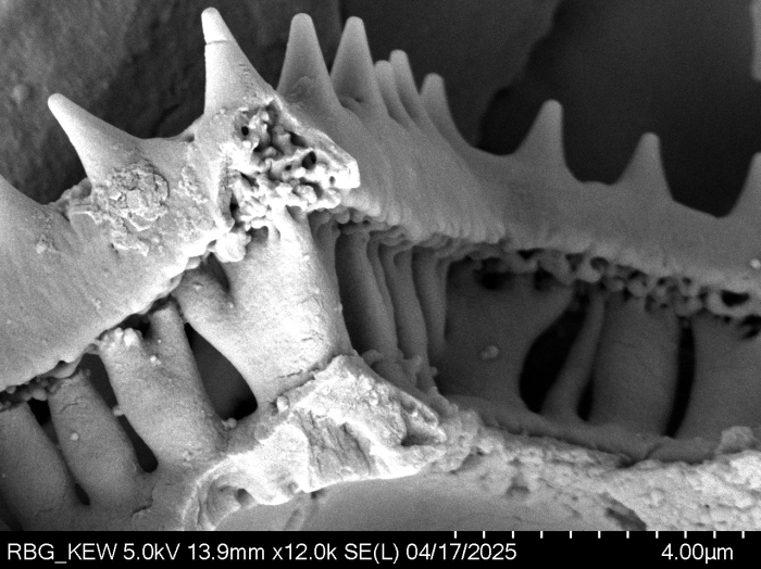 Pollen grain of Vernonia melanocoma, Reekmans M., 6119