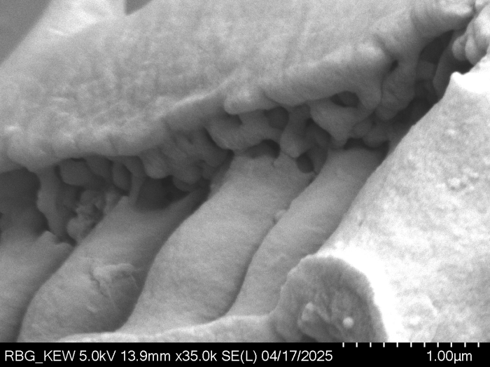 Pollen grain of Vernonia melanocoma, Reekmans M., 6119