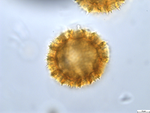 Pollen grain of Vernonia mumpullensis, Schmitz A., 3119